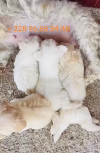 Nous sommes disponible pour vos soucis de chiens de races … accouplement… et des chiens de gardes 🐕🫂@Francky DOG @Togo Dog @David Djerkil @@pelmma228 univers🇹🇬 @Univers Togolais Officiel 🇹🇬