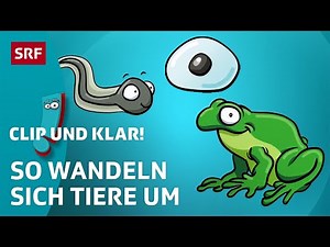 Was ist eine Metamorphose? | SRF Kids – Clip und klar! | Für Kinder erklärt