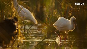 18K views · 706 reactions | Pelican birds never fail to surprise us! Watch more birds get up to mischief in SURVIVING PARADISE, now streaming on Netflix. | Our Planet | Facebook