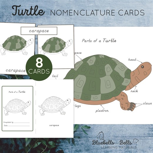 Parts of a Turtle Nomenclature 3-part Cards, Charts, Blackline Booklet Printable - Etsy
