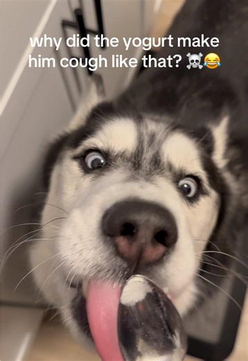 Funny Breathing Sounds of a Siberian Husky