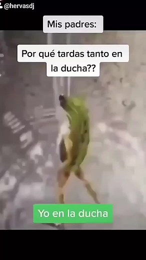 Hilarious Dancing Frog and Bathing Frog Meme Compilation
