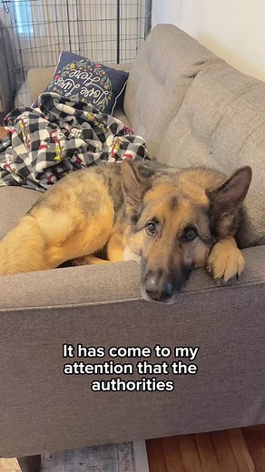 My life is ruff 😭 | Best Boy Benson