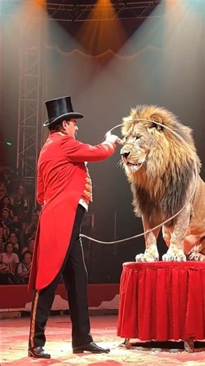 "Amazing Lion Circus Show | Incredible Animal Performance 🎪🦁”