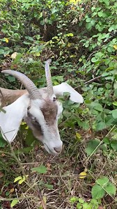 86K views · 15K reactions | Best way to clear overgrown vegetation is with goats who love to forage #goats #foraging | Caenhill Countryside Centre | Facebook