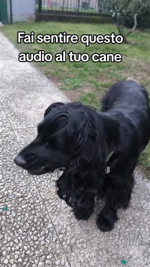 scrivi nei commenti la reazione del tuo pelosetto🤣🤣🤣 #cockerspaniel #neiperteeee #viral_video