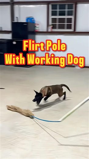 Flirt Pole Good for Working Dogs