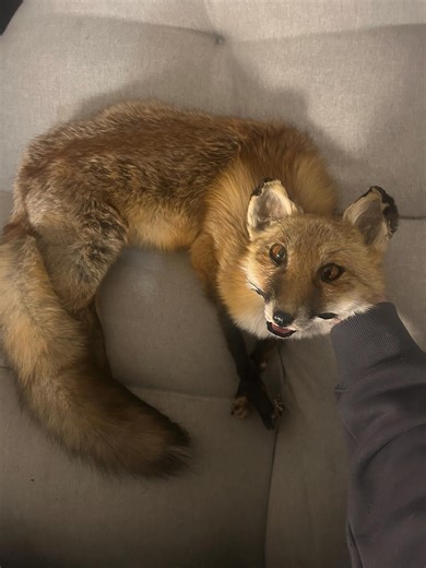 Soft Mount Red Fox Taxidermy With Open Mouth and Custom Sculpted Teeth - Etsy