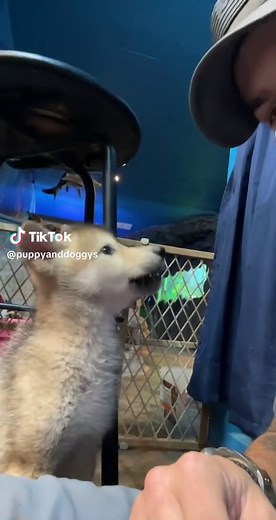 Accidentally Adopted Wolf Pup: Heartwarming Moments