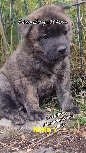 🔥KAI KEN PUPPIES LIVE Sunday, June 21 at 6:00 PM 😃🐺 #kai #kaiken #live #puppies #puppy