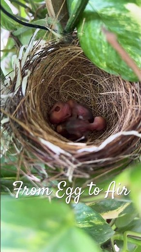 Miracle of Life: Baby Birds Hatching from Eggs! #birds #nature #wildlife