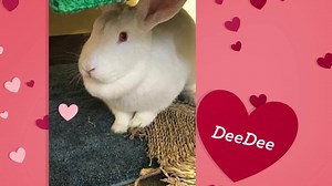 Ruby Eyed Whites (REW) Rabbits are some of the most affectionate and gentle pets. They are often referred to as the “Golden Retriever” of rabbits with their easy going, playful personalities. Sadly, they are the least likely to be adopted simply because of the color of their eyes. Experience the love of a Ruby Eyed White Rabbit! We are so confident that you will fall in love with a REW that FUR has reduced the adoption donation from $55.00 to $35.00 for all REW Rabbits for 2018. Contact us today