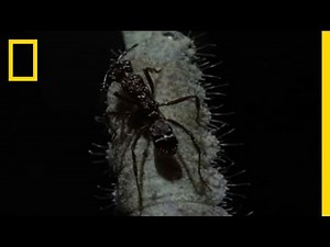 Personal Ant Army | National Geographic