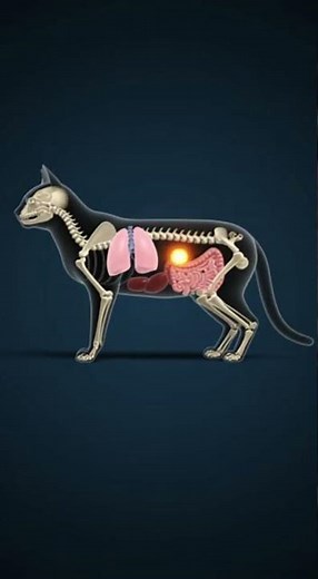 A Look Inside a Cat’s Body Science Visual #CatAnatomy #MedicalAnimation #AnimalAnatomy #ScienceVisua