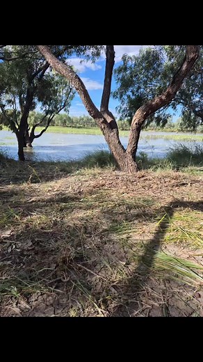 Camooweal Billabong Camooweal is between Mount Isa and the NT and is only 13km East of the border, it's a Free camp. So peaceful and beautiful sunsets and sunrises. #networkcaravans #rangernextgen #travellingwithdogs #cavoodle #disability #livinglife #sunsets #sunrise | Tes Crust