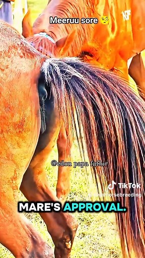Shire Horse Breeding Journey: Care, Bloodlines, and Heritage