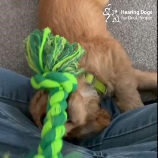 5.7K views · 307 reactions | Everybody, meet Colette  Our cuddly...