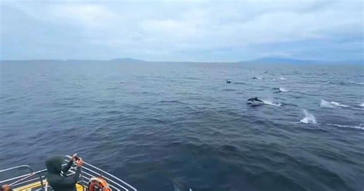 Dolphin stampede! Hundreds race alongside boat off California coast