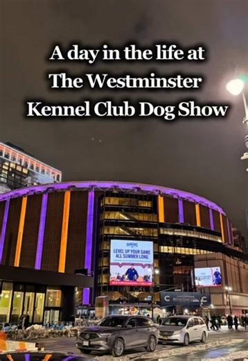 Absolutely unforgettable!! #westminsterdogshow #westminster #NYC #showdog #k9power @K9 Power