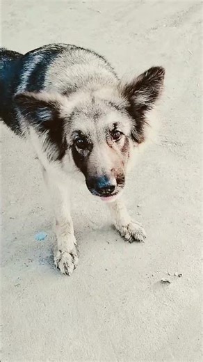 #dog #germanshepheard #germanshepherd #viral #funny #comedy #shorts #trending #shortvideo #700subs