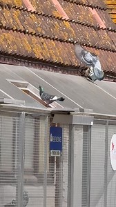First Distance pigeons arriving from the BBC Fougeres race. | Mark Gilbert - Southfield Lofts