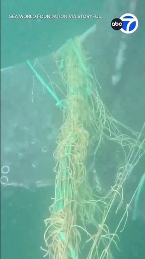 WATCH: Whale Freed From Nets in Epic 4-Hour Rescue