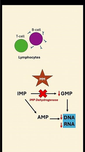 Mycophenolate Mofetil Explained. Pharmacology lessons for students.