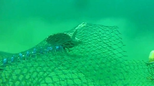 One of the major threats to sea turtles is bycatch, where they get caught in fishing gear and drowned. NOAA Fisheries worked with fishermen to develop turtle excluder devices, or TEDs, to reduce turtle bycatch. TEDs are grids of metal bars fitted to fish trawl nets. They allow small animals like shrimp to pass through and be caught in the net, but stops turtles and allows them to exit safely through an opening in the net. TED development began in the 1970s, and federal regulations required their