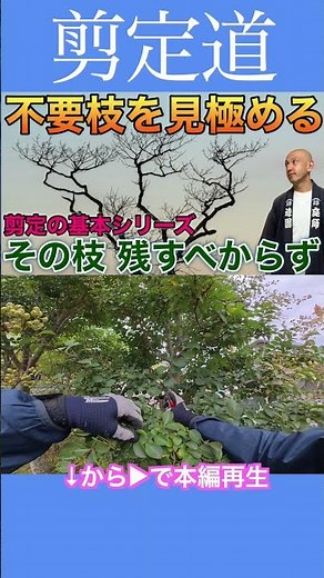 Identifying Unnecessary Branches: Basic Pruning Series #PruningMethods #Agriculture #Gardening #B...