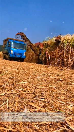 Creative Farming Machine – Sugarcane Tractor with Transformer Look! #heavymachinery #farming #short