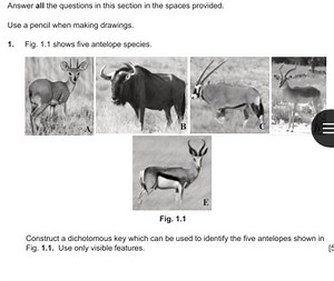 Construct a dichotomous key which can be used to identify the f... | Filo