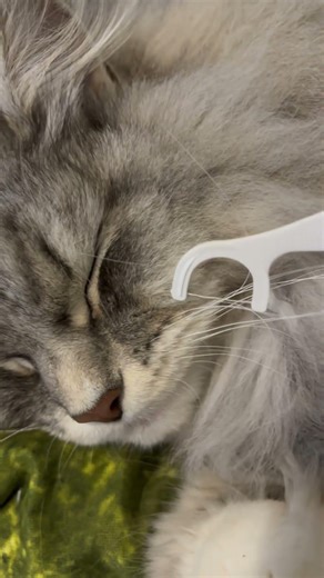 Violin cat symphony 😻 #cat #funny #shorts