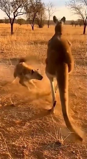 Kangaroo Fighting
