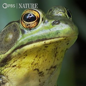 15K views · 947 reactions | Happy Monday! Enjoy a clip from our classic NATURE episode "Frogs: The Thin Green Line." Stream classic NATURE episodes for free on apps and smart TV platforms: to.pbs.org/3GHhICI | Nature | PBS | Facebook