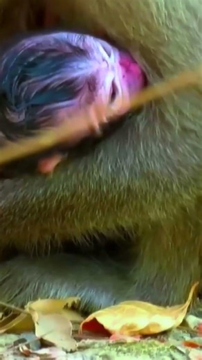 Newborn monkey, Tiny Newborn Monkey’s First Hug with Mom