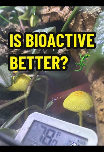 Bioactive vs Naturalistic reptile enclosures! Which do you prefer? 🦎🐍 #reptilesoftiktok #reptilecare #reptilekeepers