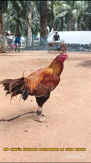 The Ultimate Guide to Rooster Farming (Everything You Need to Know) #vkrfarms