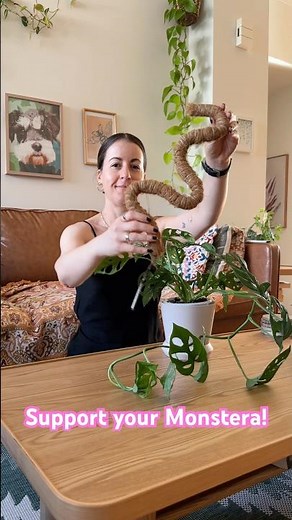 Support your Monstera Adansonii for Bigger Fenestrated Leaves!