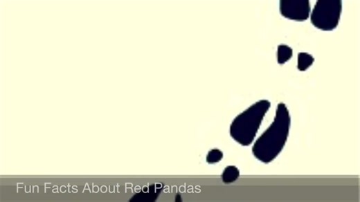 [AI翻译] Fun Facts About Red Pandas; Wild Animals: Episode 3