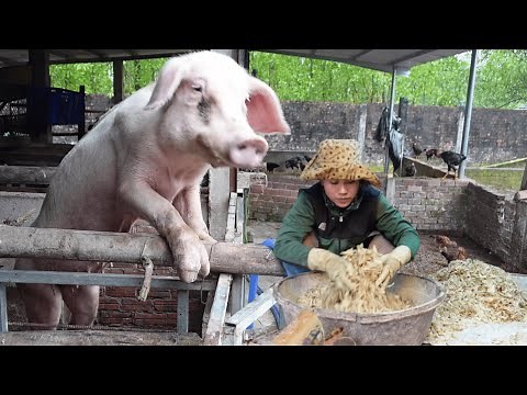 Pig Farming Secrets: How to Raise Healthy, Happy Pigs!