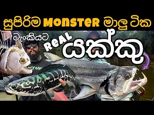 Top Monster fish for your aquarium 🔥 Extreme Predators - part 2