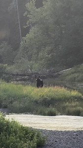 Had a staring contest the other day.. | Allagash Guide Service