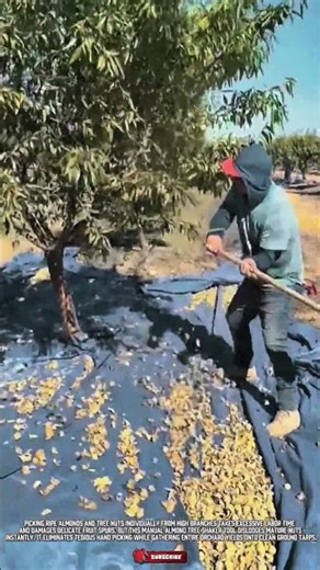 Manual Almond Tree Shaker for Fast Harvesting #ToolHolder