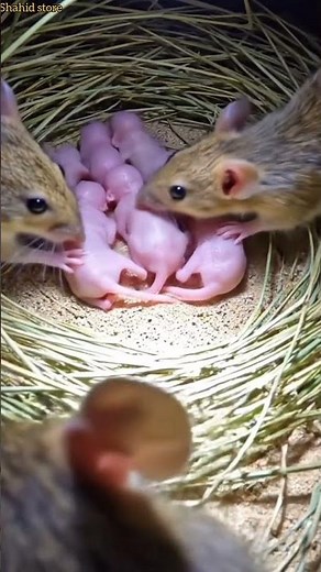 This Mouse Sees Inside a Desert Burrow 🐭 | Ultra Realistic POV