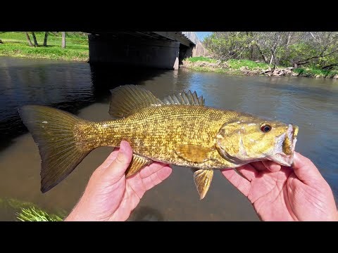 Smallmouth Bass Creek Fishing in Illinois: The Run Has Begun!
