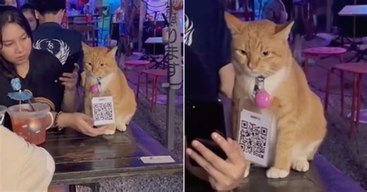 Cat Wearing QR Code In Thai Bar Questions Its Life Decisions While ‘Working’