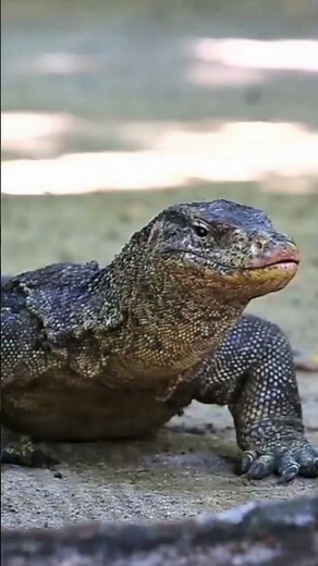 Komodo Dragon: The Largest Lizard in the World!