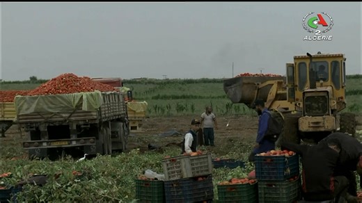 8.5K views · 171 reactions | Chlef : une production record de 1.7 million de quintaux de tomates Industrielles enregistrée cette saison | Canal Algérie | Facebook