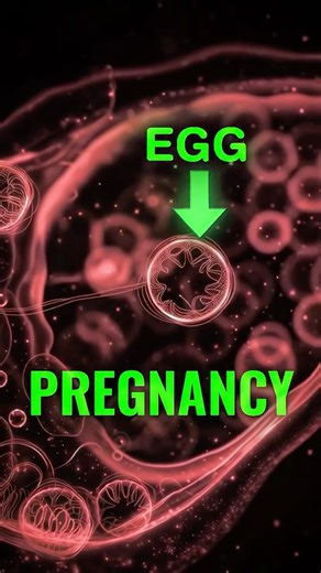 “How Pregnancy Actually Starts | Ovulation, Fertilization & Implantation Explained”