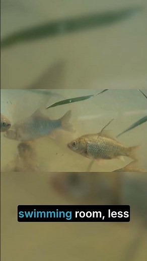 Why a 20 Gallon Long Tank is a Game Changer! #aquarium #fishtank